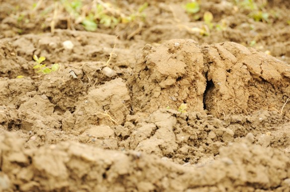 vruchtbaarheid - fertility