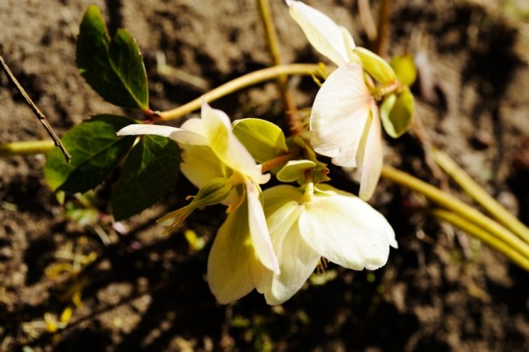 Helleborus