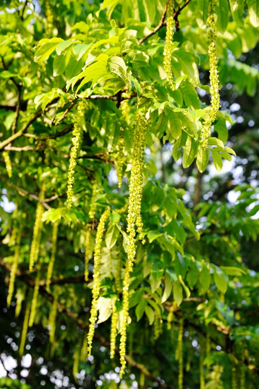 vleugelnootboom/ Caucasian Wingnut