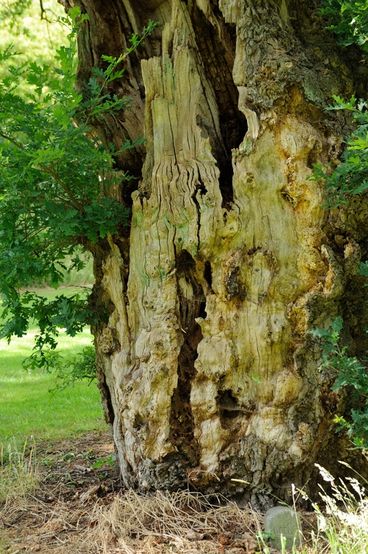 een van de oudste bomen/ one of the oldest trees/ een eik/ an oak
