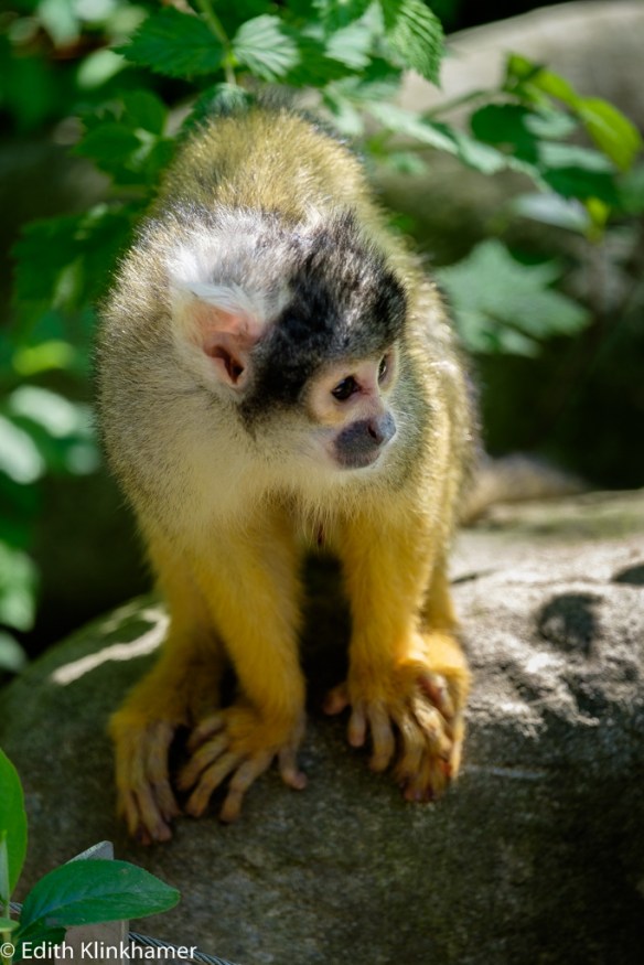 doodshoofdaap squirrel monkey