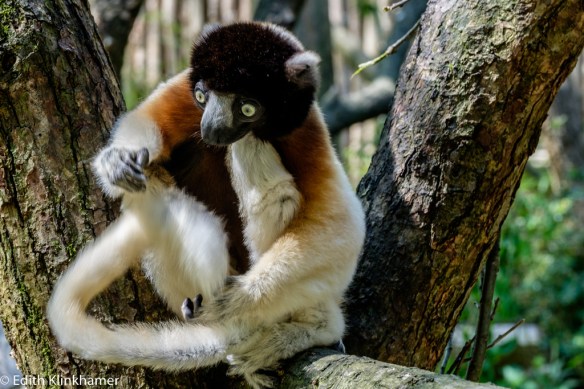 20160511_Apenheul_4699