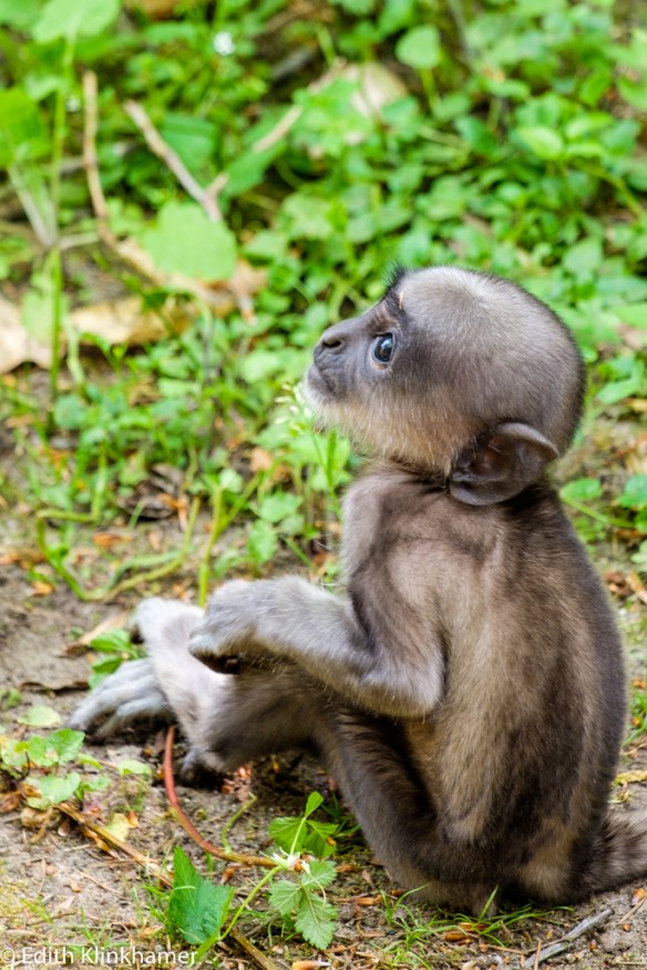 20160511_Apenheul_4811